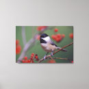 Search for chickadees canvas prints Animal