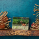 Recherche de wapiti plaques Superstock