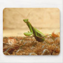Recherche de prédateurs tapis souris Insecte