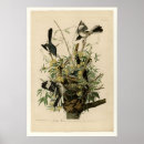 Search for mockingbird art Birds of america