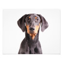 Recherche de doberman gifts Animal de compagnie