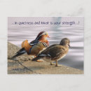Search for wild duck postcards Photography