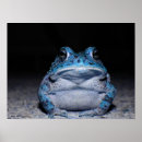 Recherche de grenouille bleue posters Nature