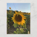 Recherche de fleurs françaises cartes postales Pour tous