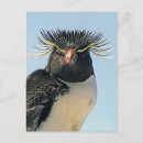 Search for macaroni postcards Penguin