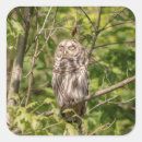 Search for barred owl stickers Nature