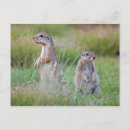 Search for alerted postcards Wildlife