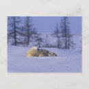 Recherche de amérique nord cartes postales Faune