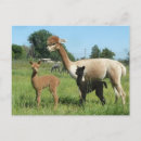 Search for alpaca postcards Llama