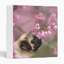 Search for pugs binders Flowers