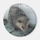 Search for opossum magnets Animals