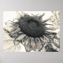 Search for sunflower posters Vintage