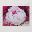 Recherche de fuschia cartes postales Pivoines