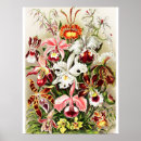 Recherche de vintage botanical posters Flowers
