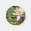Recherche de photo de grenouille magnets Vert