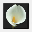 Recherche de fleur lys magnets Blanc