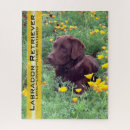 Search for chocolate lab puzzles Labrador