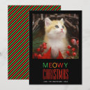 Search for funny animal photos cards Kitten