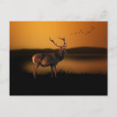 Search for stags postcards Antlers