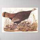 Search for wild turkeys posters Thanksgiving