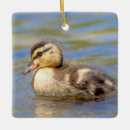 Search for duckling ornaments Animal