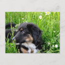 Recherche de hund Haustier