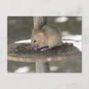 Recherche de alimentation cartes postales Rongeur