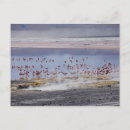 Recherche de flamant cartes postales Amérique du sud