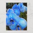 Recherche de phalaenopsis cartes postales Nature