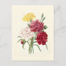 Recherche de oeillet cartes postales Botanique