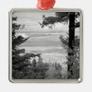 Search for white pine ornaments Tree