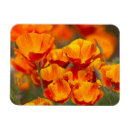 Recherche de coquelicots magnets Fleurs