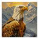 Recherche de aigle chauve posters De l'aigle chauve