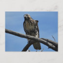 Recherche de buse cartes postales Rapaces