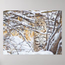 Recherche de carnivore art Superstock