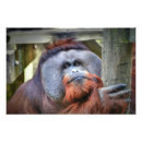 Search for orangutan posters Nature