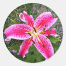 Search for stargazer stickers Garden