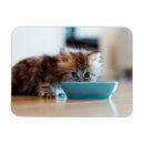 Recherche de persan magnets Bleu