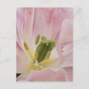 Recherche de keukenhof cartes postales Europe