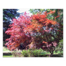 Recherche de érable japonais posters Jardin