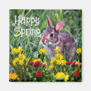 Search for rabbit magnets Happy