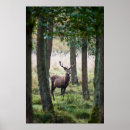 Search for red deer posters Wildlife