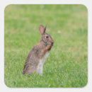 Search for brown easter bunny stickers Nature