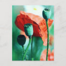 Search for mohn postcards Flower