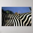 Recherche de zèbre rouge art Faune
