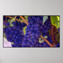 Recherche de fruit de la vigne posters Fruits