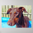 Search for doberman painting posters Dobie