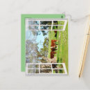 Search for herding stamps postcards Cows