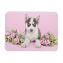 Recherche de malamute magnets Chien des neiges
