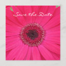 Recherche de marguerite gerbera invitations Marguerites